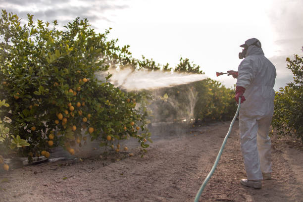 Best Pest Control Near Me  in Hebron, KY